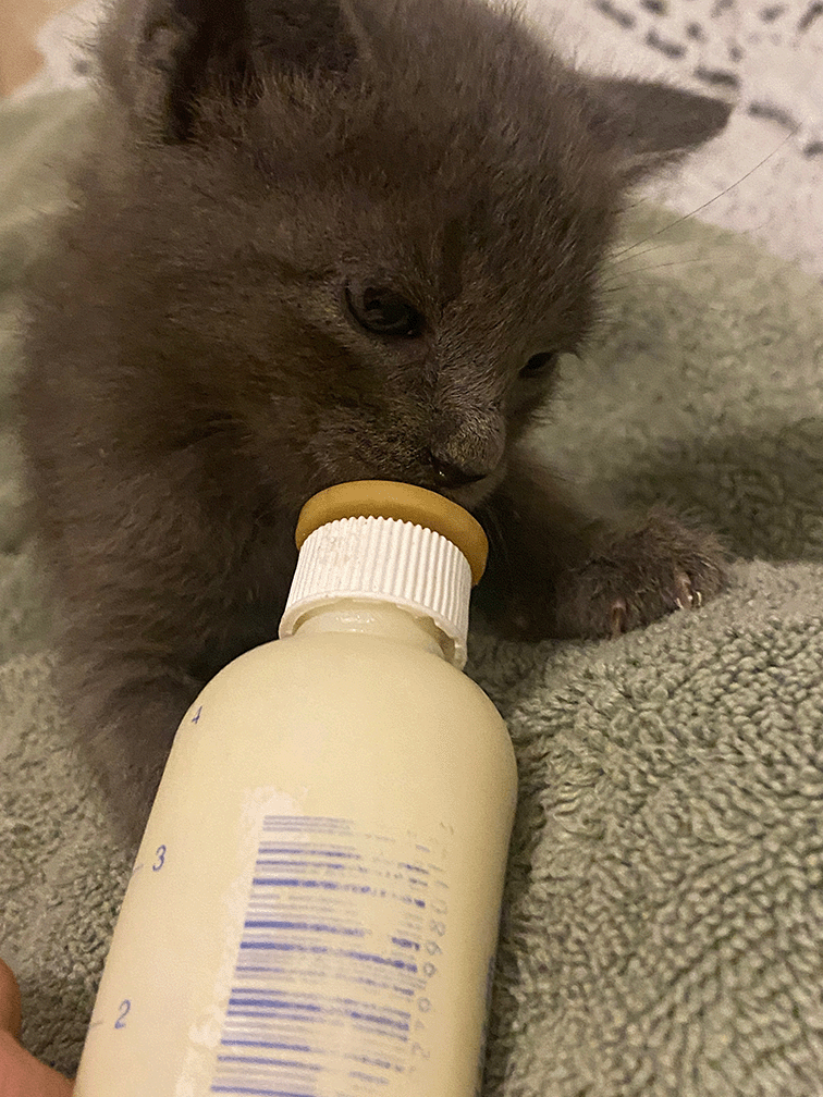 Kitten Season is Coming Shelter Pet Safety Net