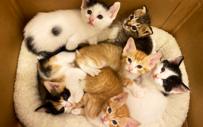 Kitten Season is Here!