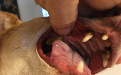 Has your pet had a dental exam?