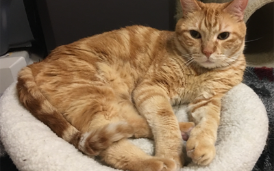 How to ‘age’ a cat?