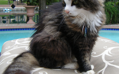 Caring for Older Cats