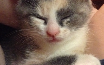 What Can My Owner Do To Demonstrate Their Love For Me?