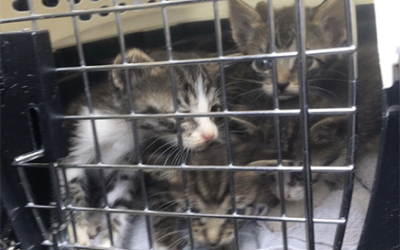 Cats in the Car!