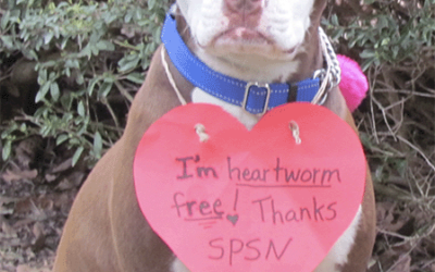 Heartworm graduates!