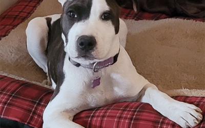 Shelter Pet Safety Net’s Spay/Neuter Certificate Program