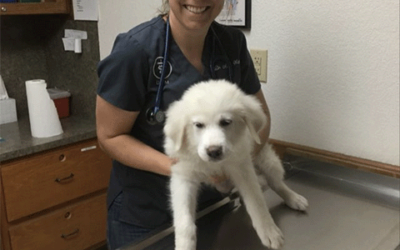 Should I get Pet Insurance?