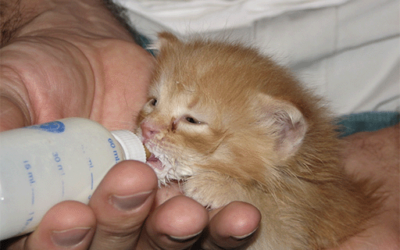 Kitten Season – Part 2