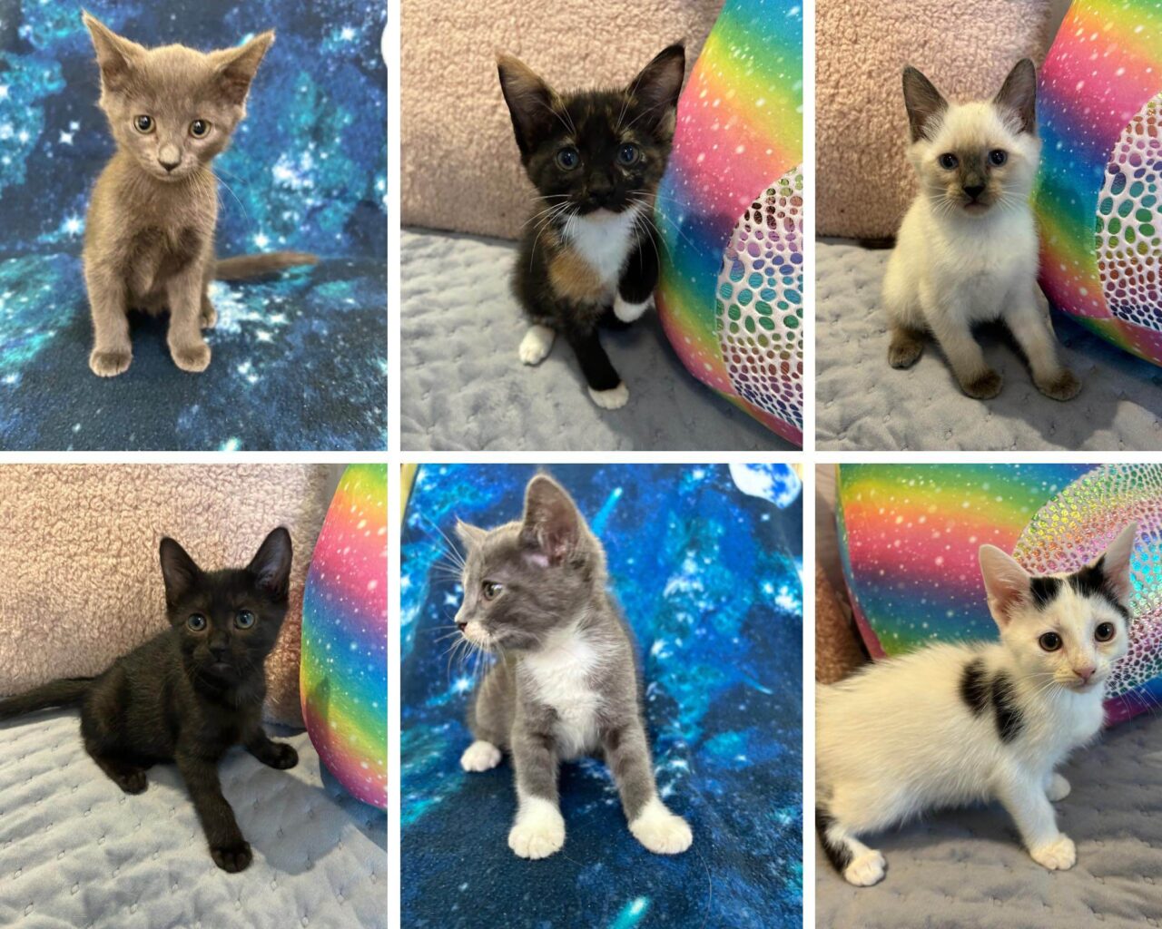 Shelter Pet Safety Net helps with transports Shelter Pet Safety Net